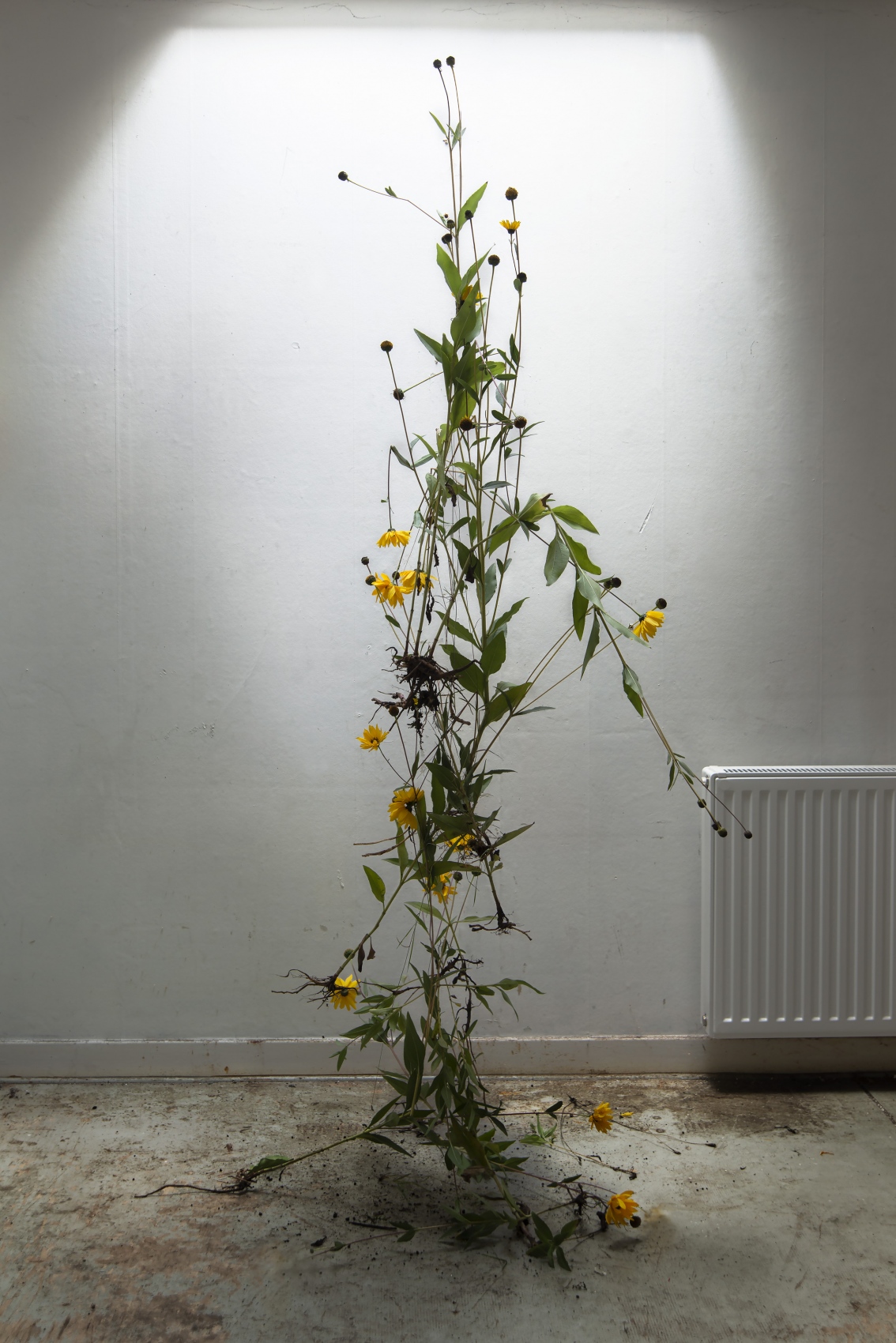 Fotograf Martin Magntorn - Unearthed / 2020