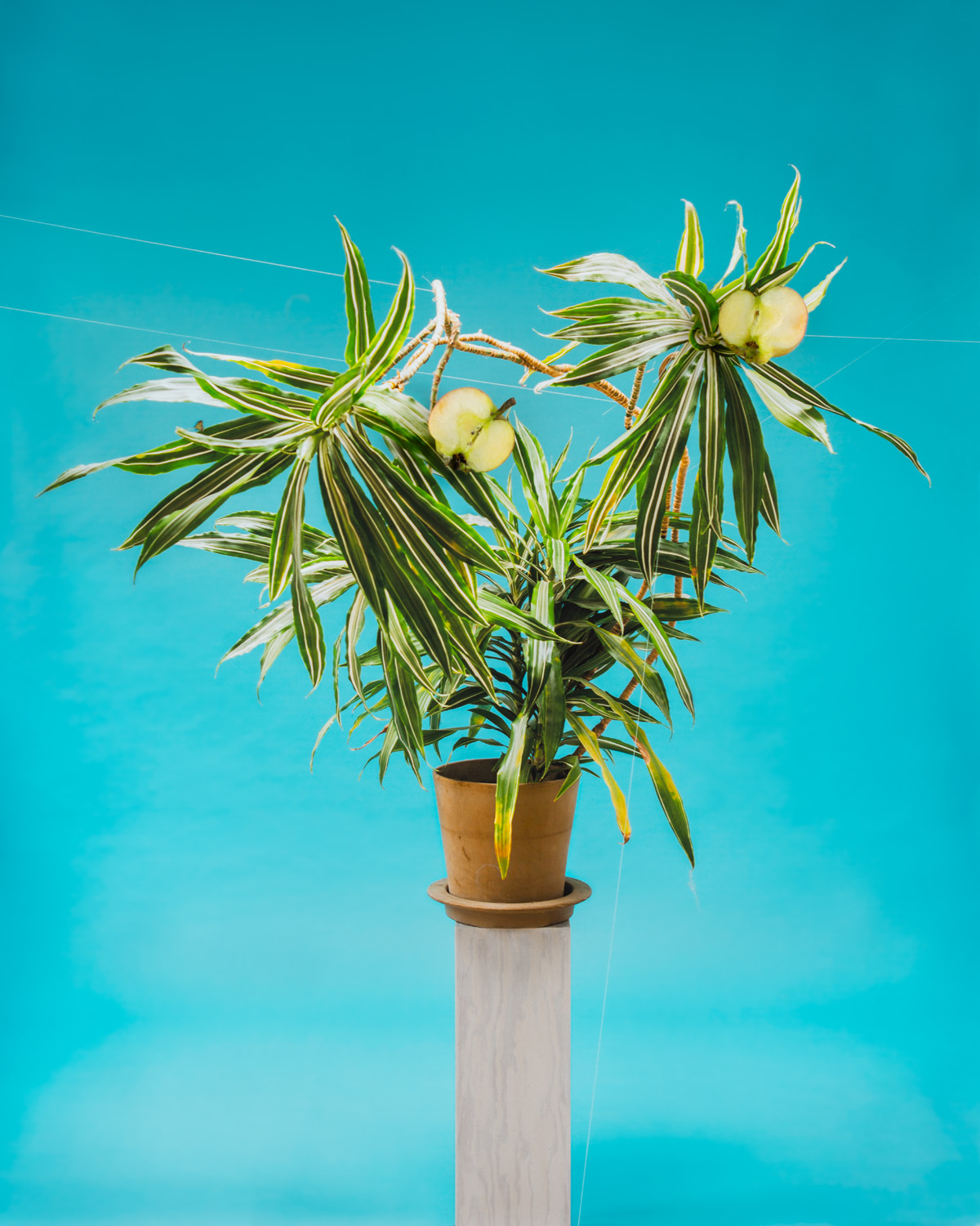 Fotograf Martin Magntorn - Unkillable house plant / 2022