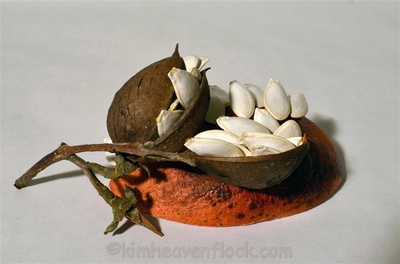 Photographie plasticienne - Hatching (30x45cm) 1 sur 10