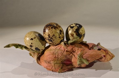Photographie plasticienne - Couvée exotique 2 (30x45cm) 2015