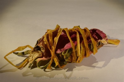 Photographie plasticienne - Entortillée (30x45cm) 2015