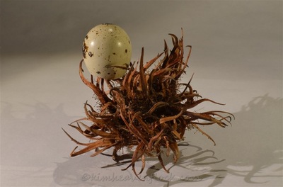 Photographie plasticienne - Involucre à loeuf (30x45cm) 1 sur 10 2015