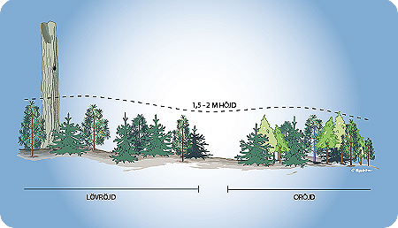 Sprakfåle illustration och design - Illustration till SÖDRA.