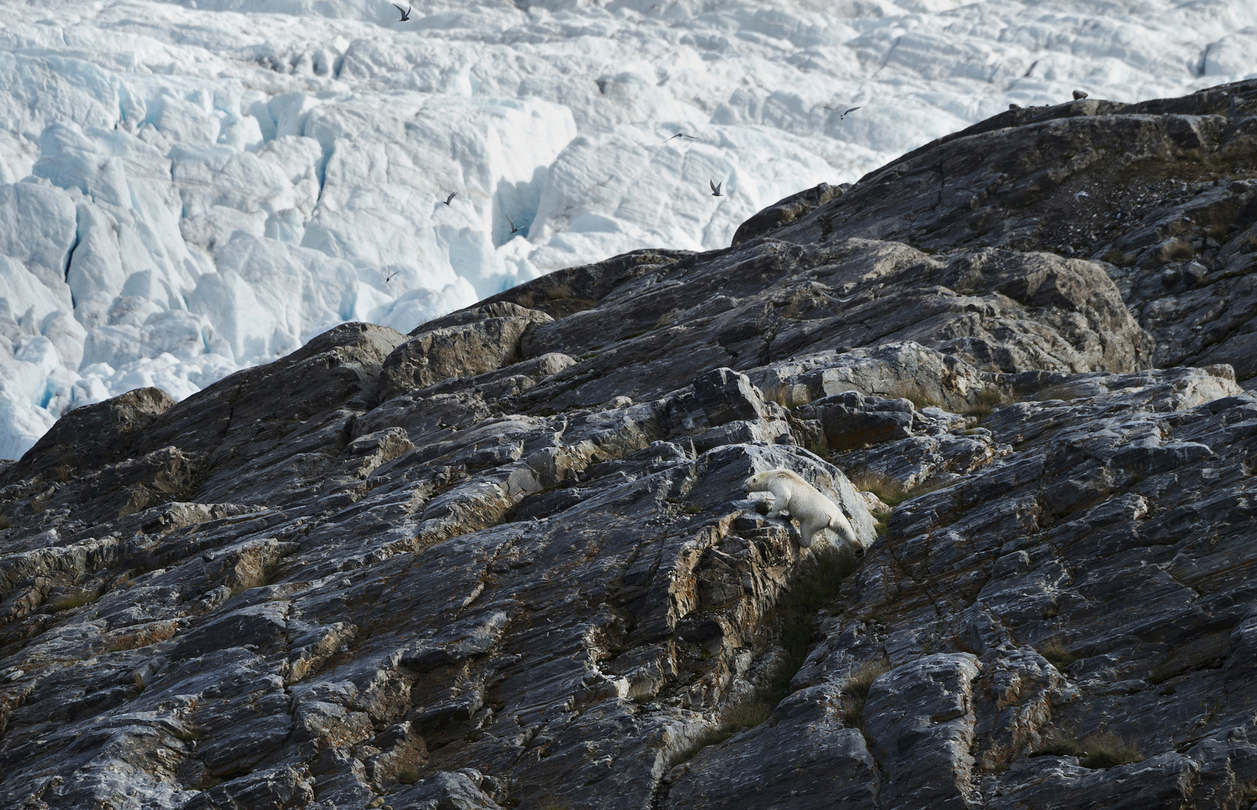 Photographer Anna Tärnhuvud - Svalbard, 2016.