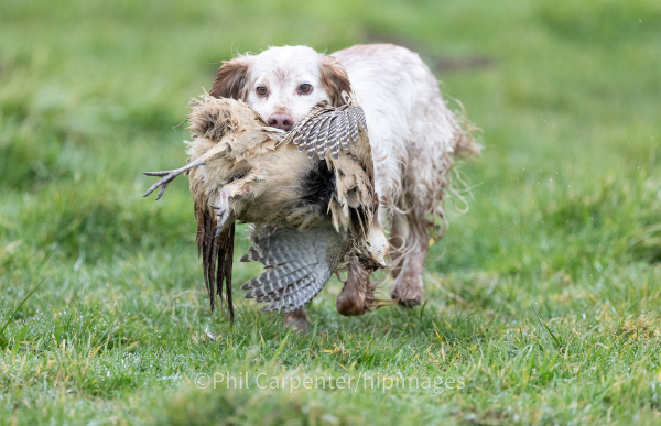hipimages photography - 