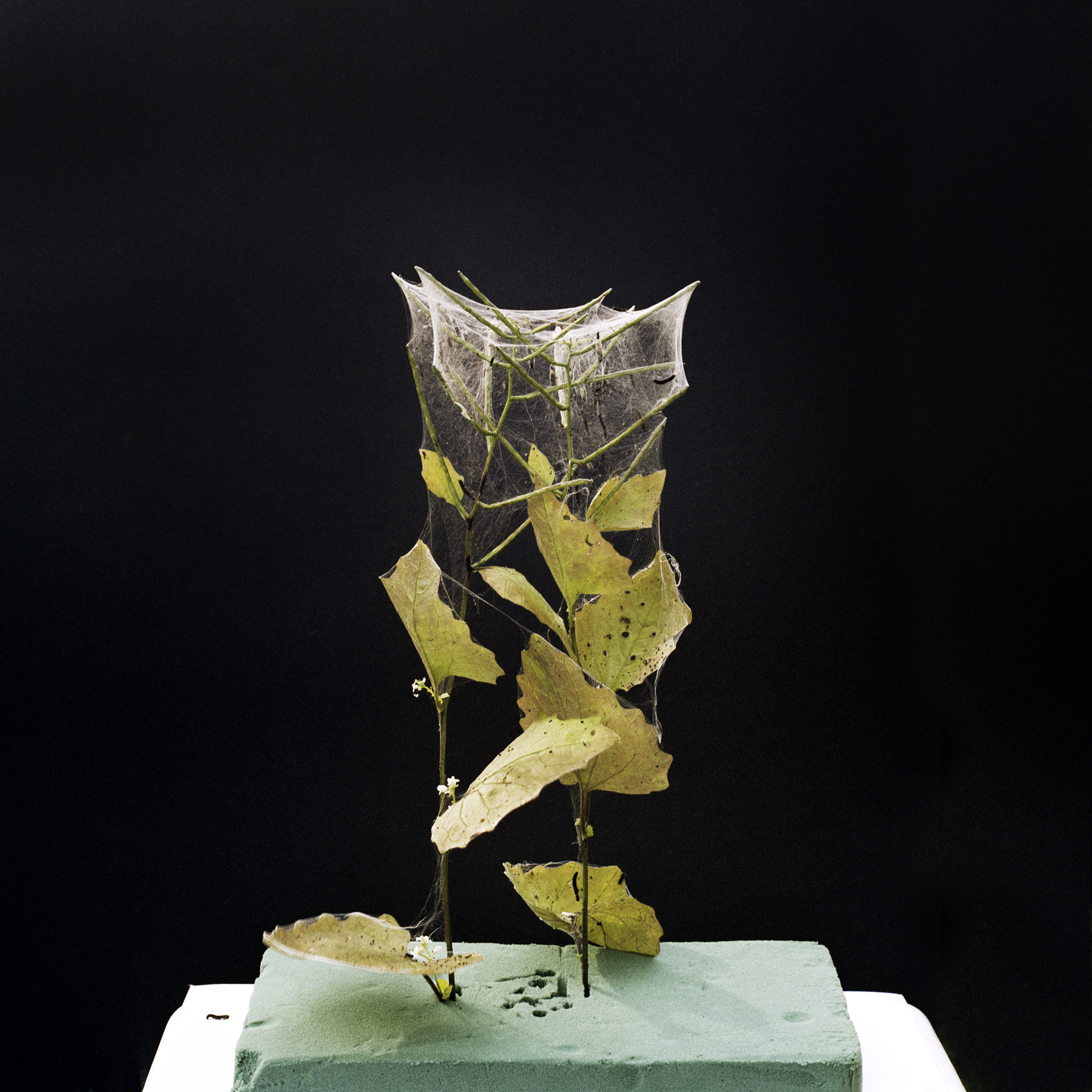 louisebogelundsaugmann - 