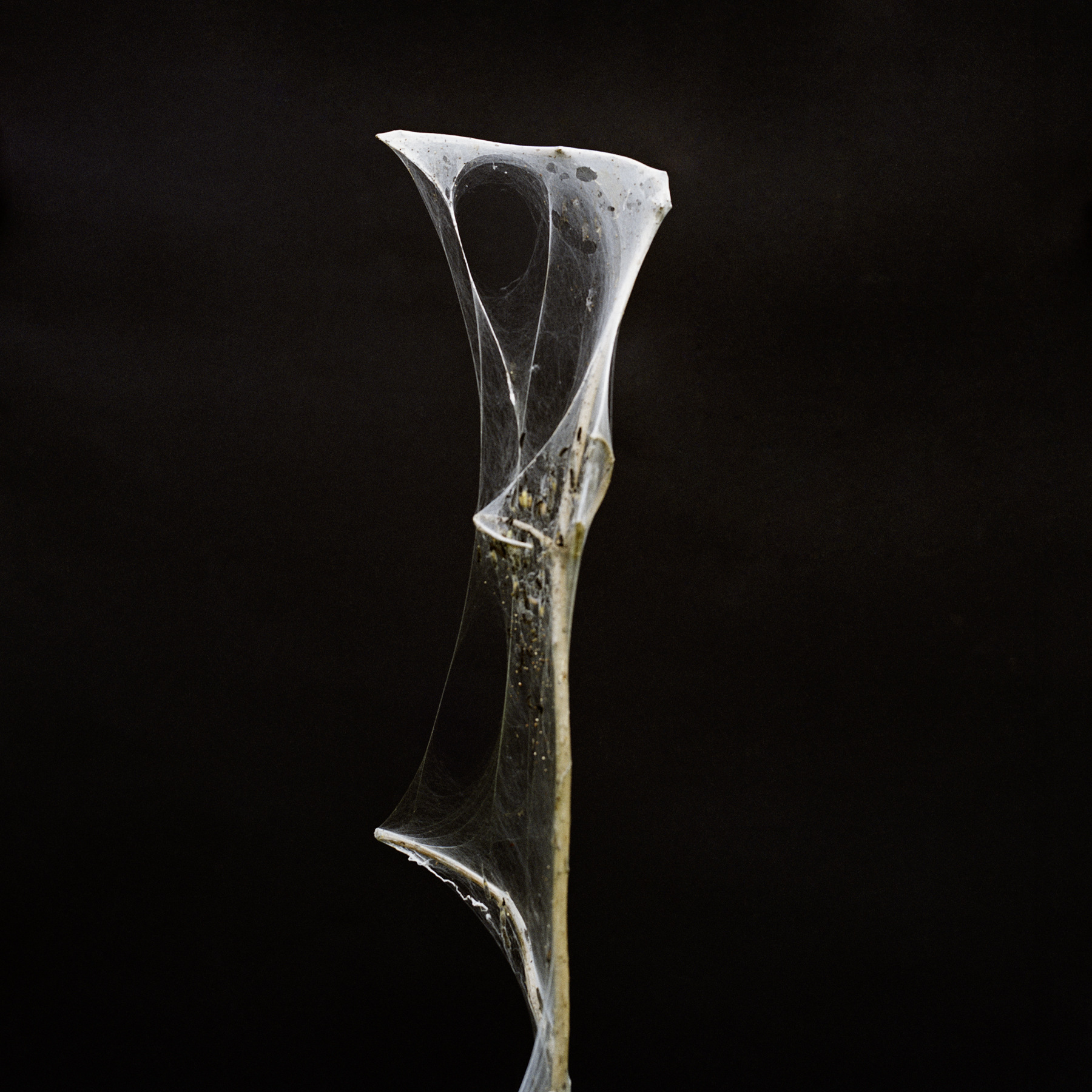 louisebogelundsaugmann - 