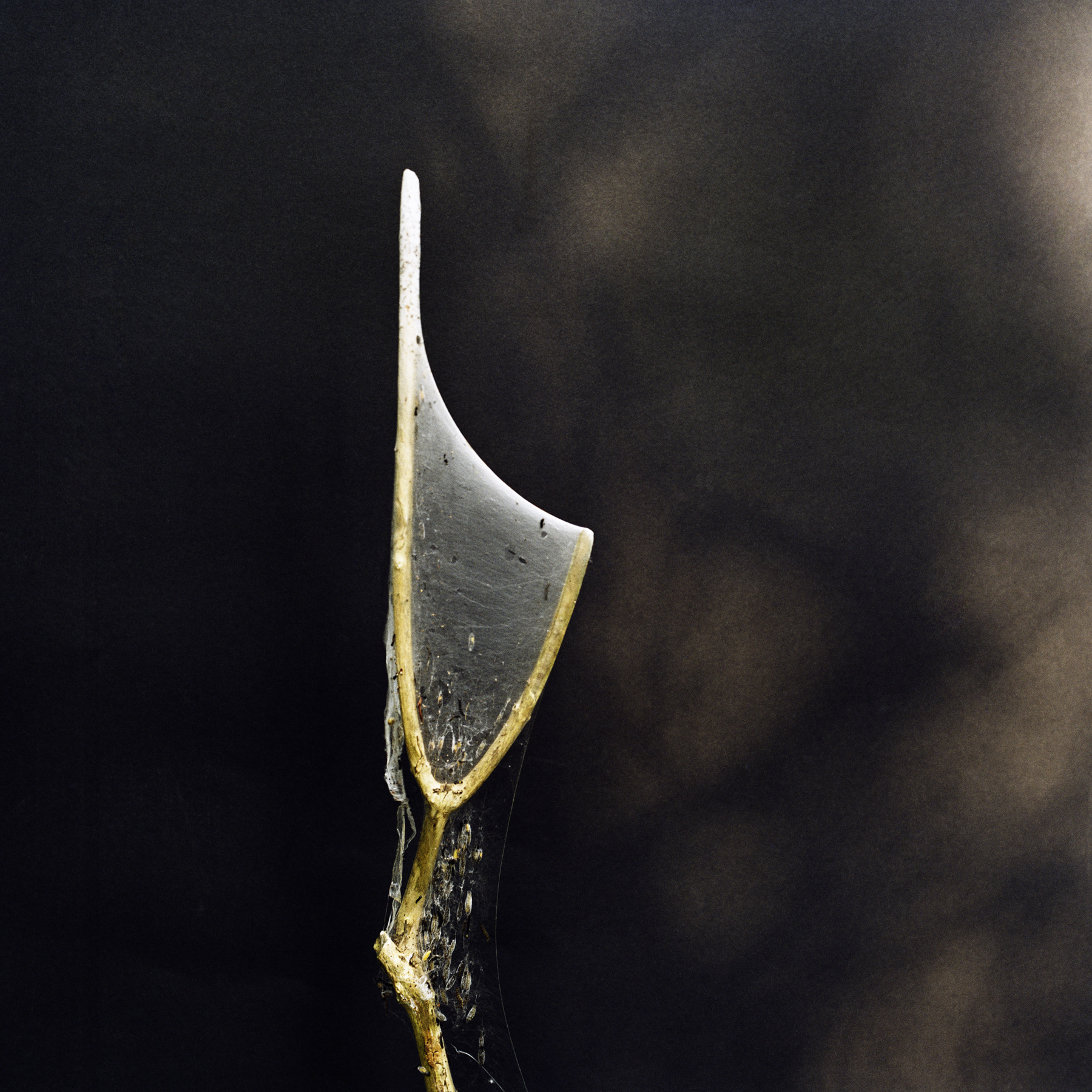 louisebogelundsaugmann - 