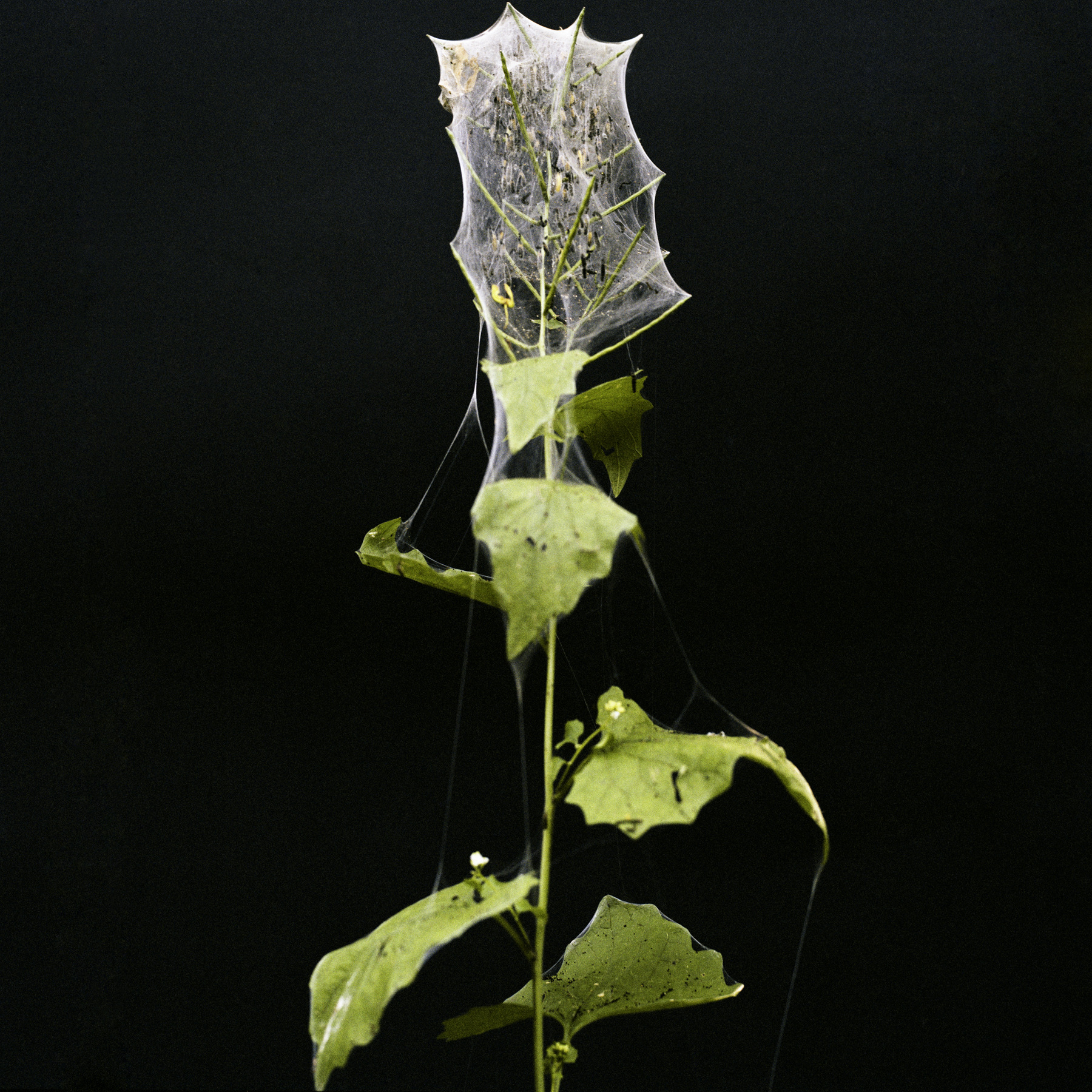 louisebogelundsaugmann - 