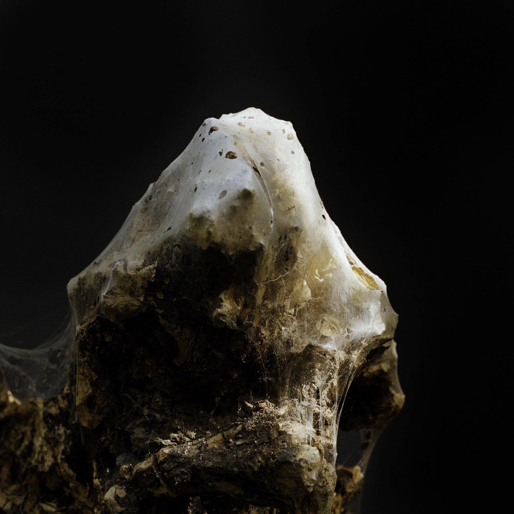 louisebogelundsaugmann - 