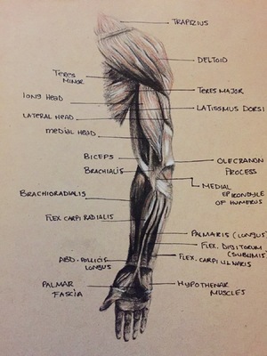 Montana Jade - Anatomical muscle study Arm