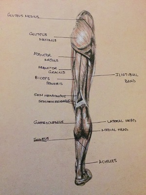 Montana Jade - Anatomical and muscle study, back leg