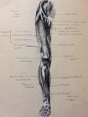 Montana Jade - Anatomical and muscle study, front leg