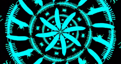 Studio Moross - Wild Life VIsuals