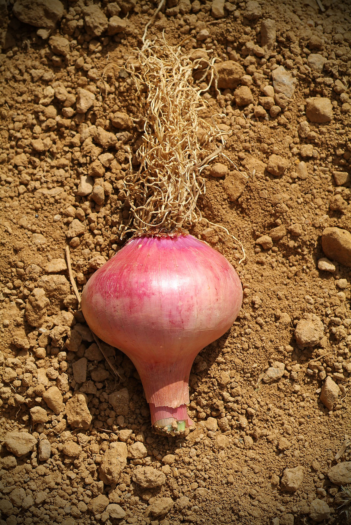 René-Pierre Delorme, photographe - 