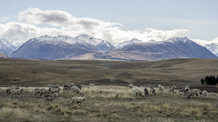 Leyla Kazim | Photography - Base of Mount John, Lake Tekapo - New Zealand