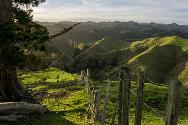 Leyla Kazim | Photography - New Zealand
