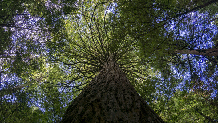 Leyla Kazim | Photography - Whakarewarewa Forest, Rotorua - New Zealand