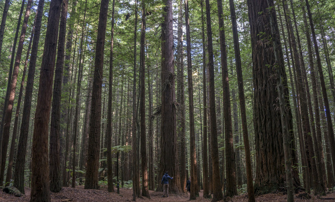 Leyla Kazim | Photography - Whakarewarewa Forest, Rotorua - New Zealand