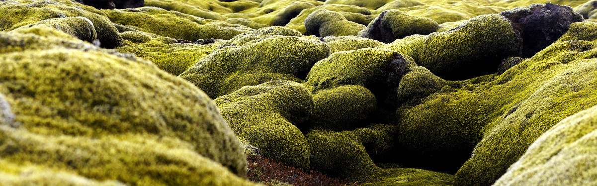 Tanja Mersmann Fotografin - 