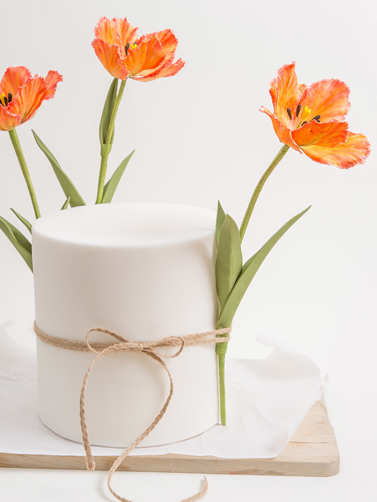 Tanja Mersmann Fotografin - 