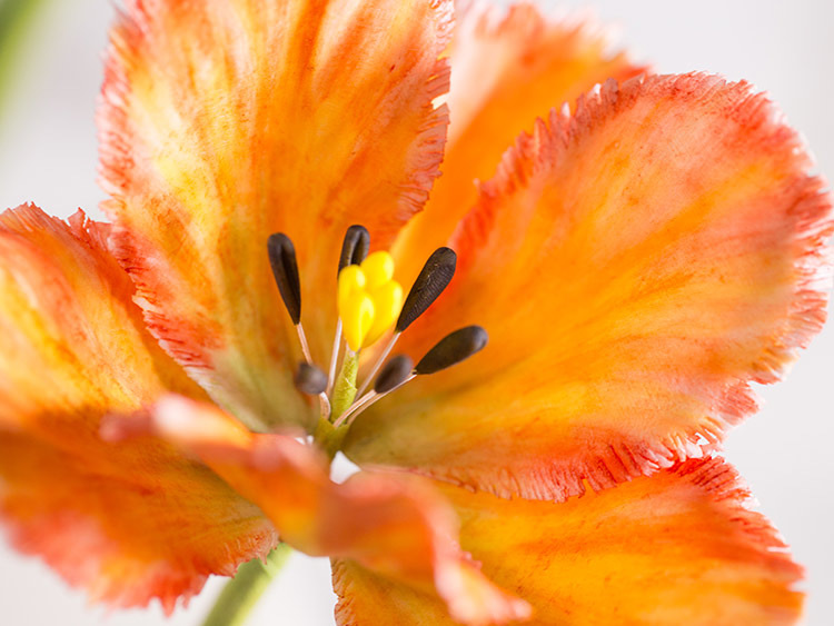 Tanja Mersmann Fotografin - 