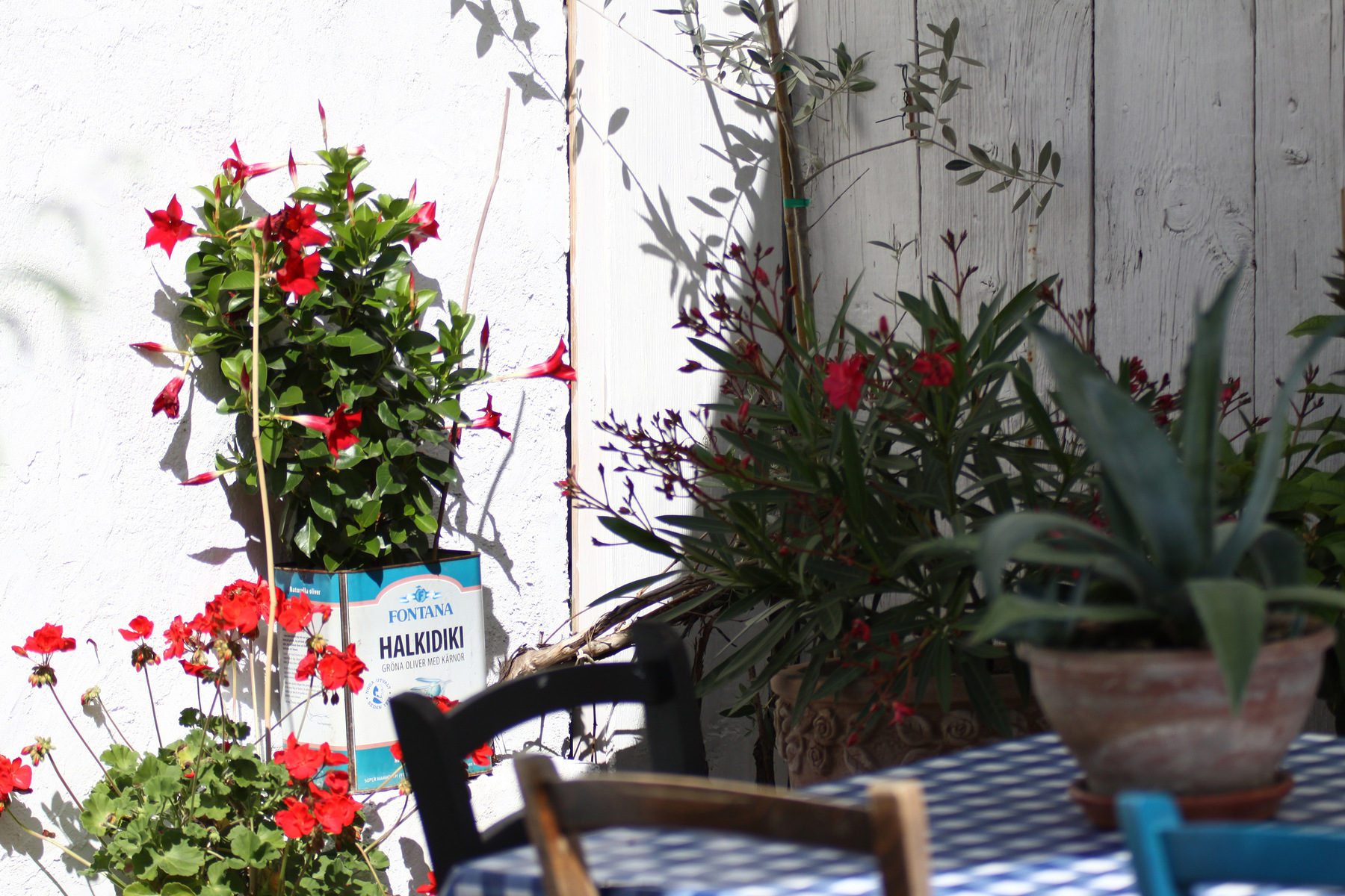 studio svart ateljé vit - Pelargonium, Mandevilla and Oleander at home