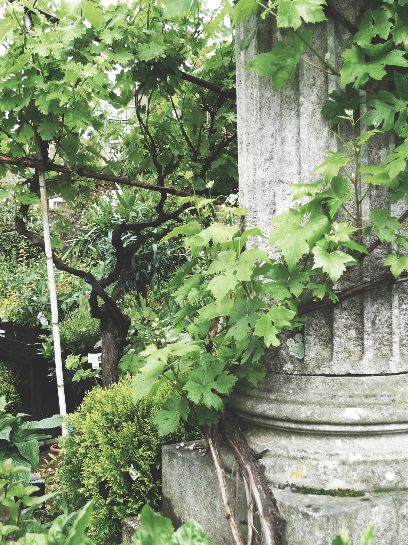 studio svart ateljé vit - Grapevine on antique Pillar Column