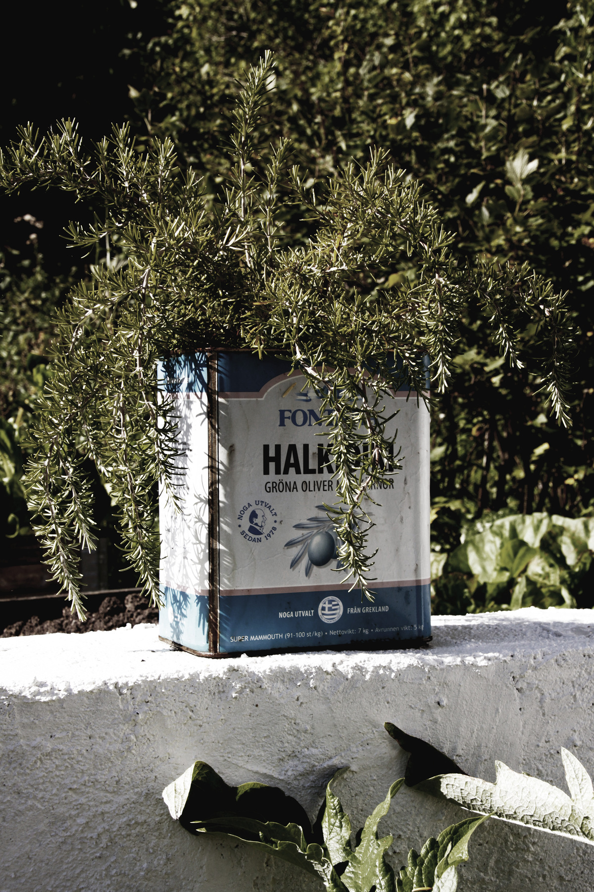 studio svart ateljé vit - Rosemary in a tin container for olives