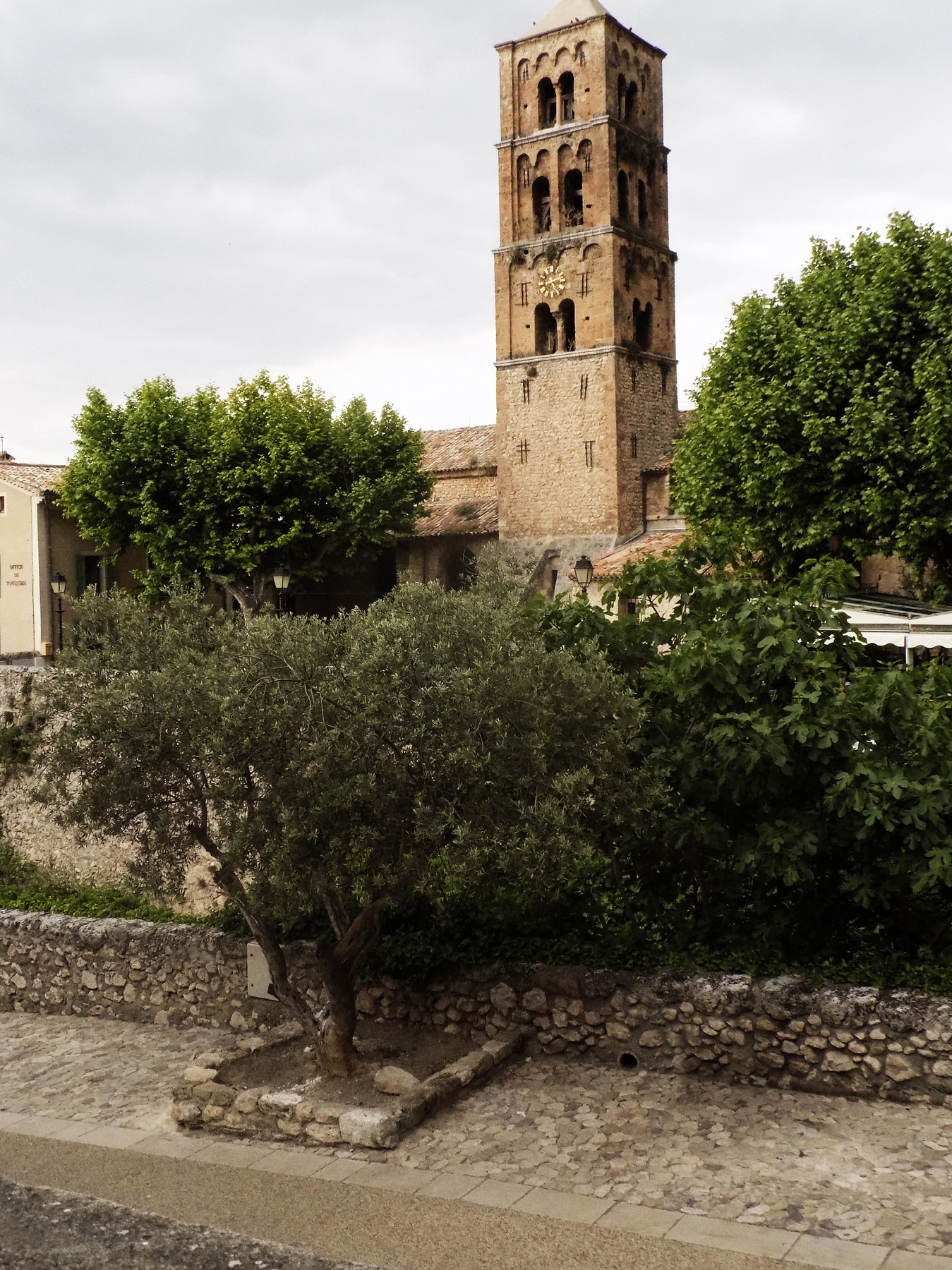 studio svart ateljé vit - Olive tree in the foreground with the old tower behind