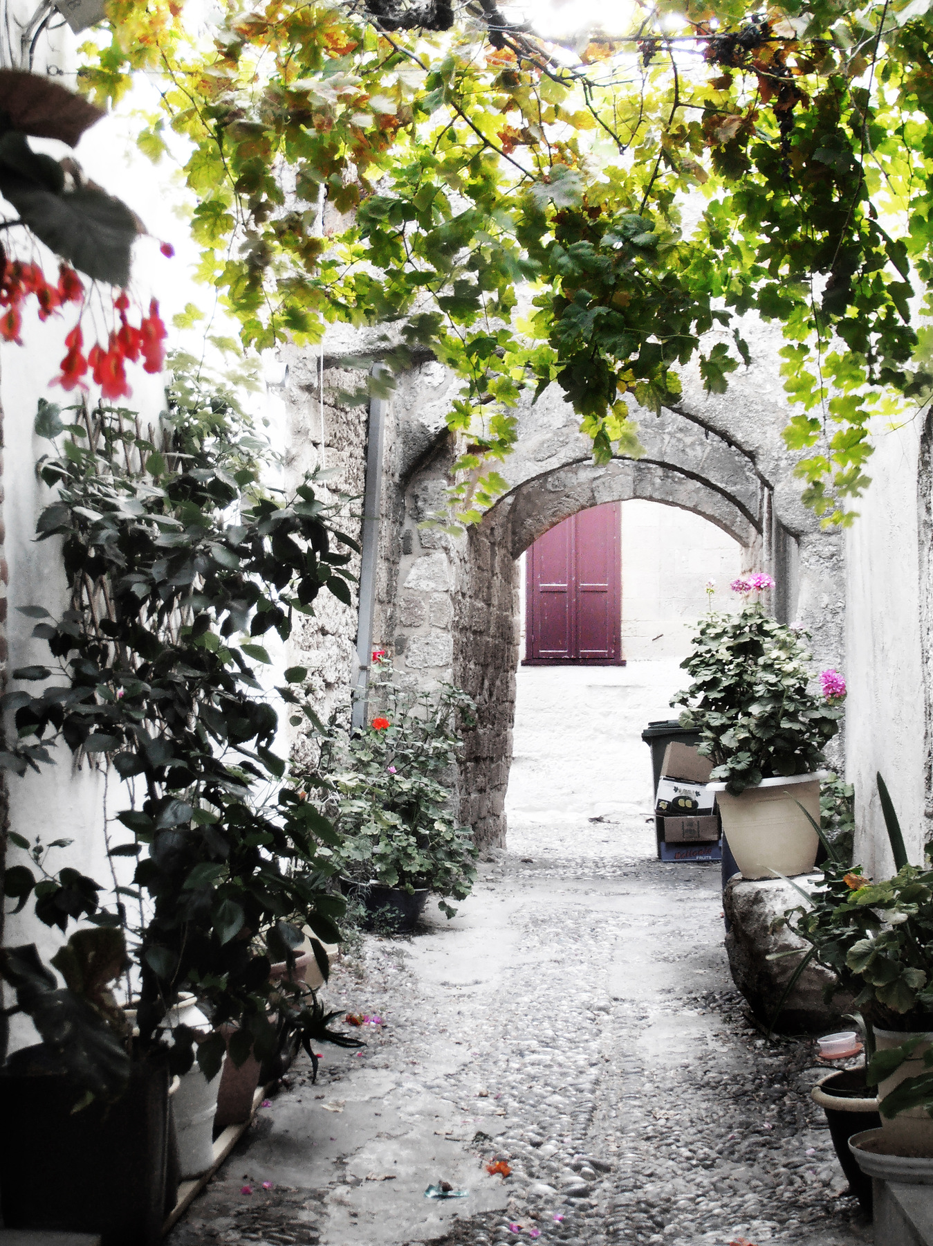 studio svart ateljé vit - Grapevine and pots in the alley