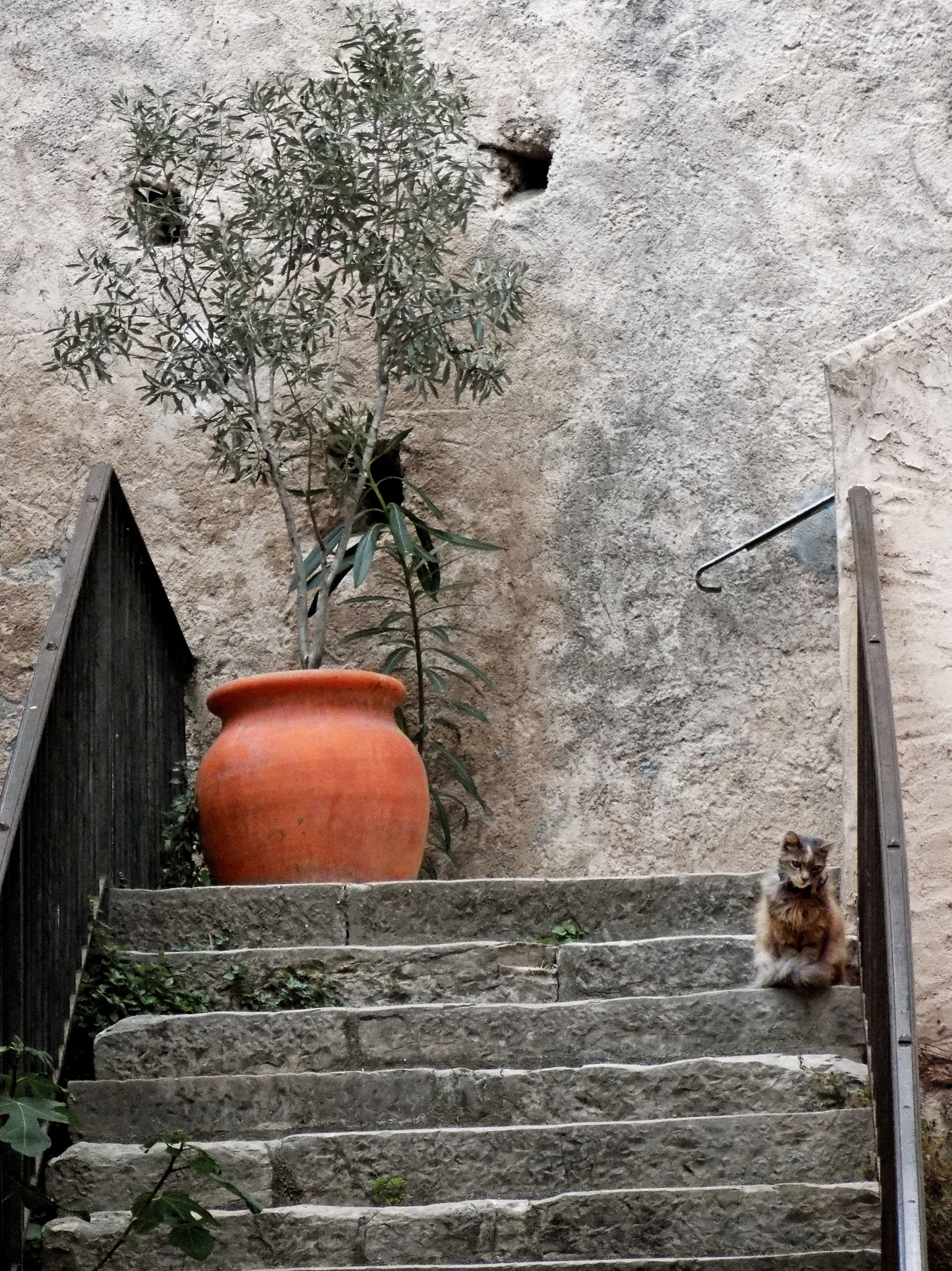 studio svart ateljé vit - Olive tree in pot with small cat next