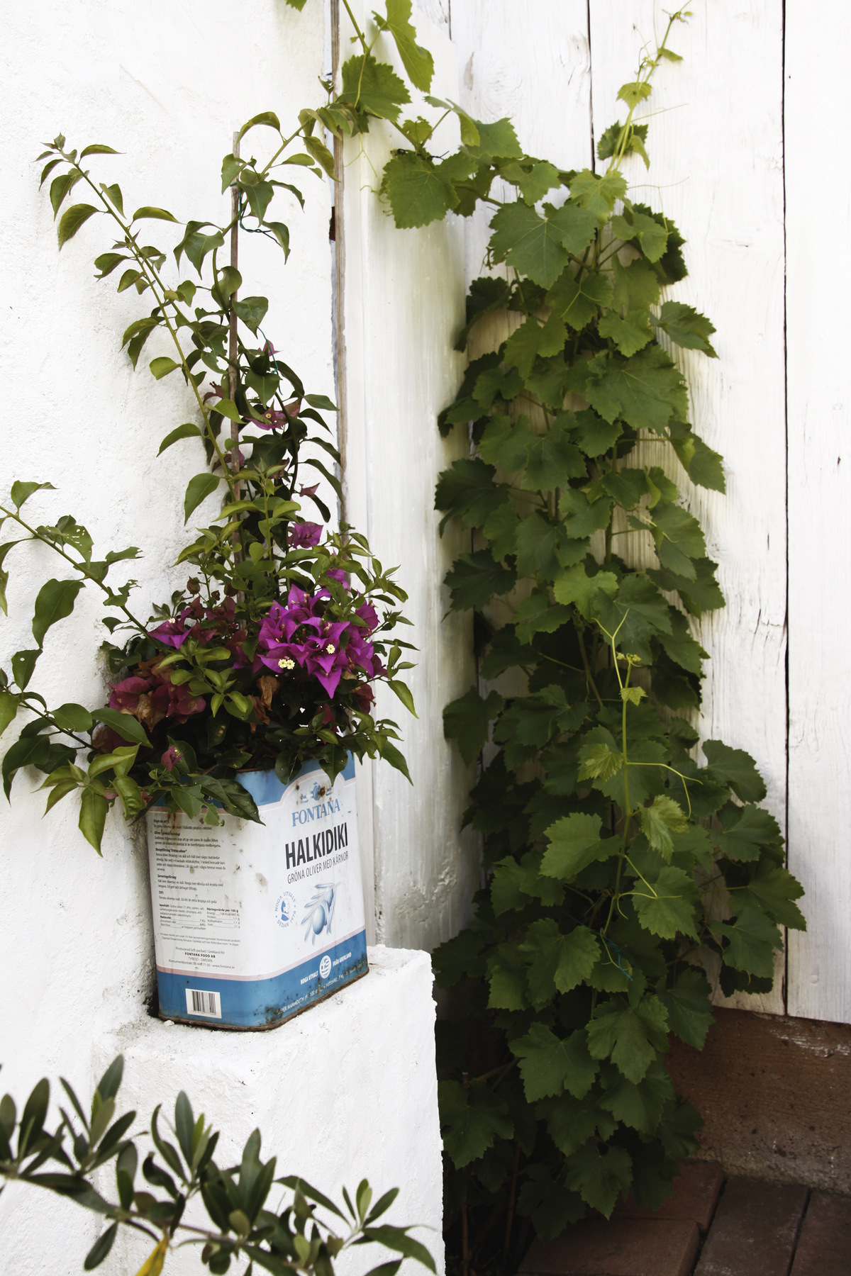 studio svart ateljé vit - A corner in the garden with vines and bougainvillea