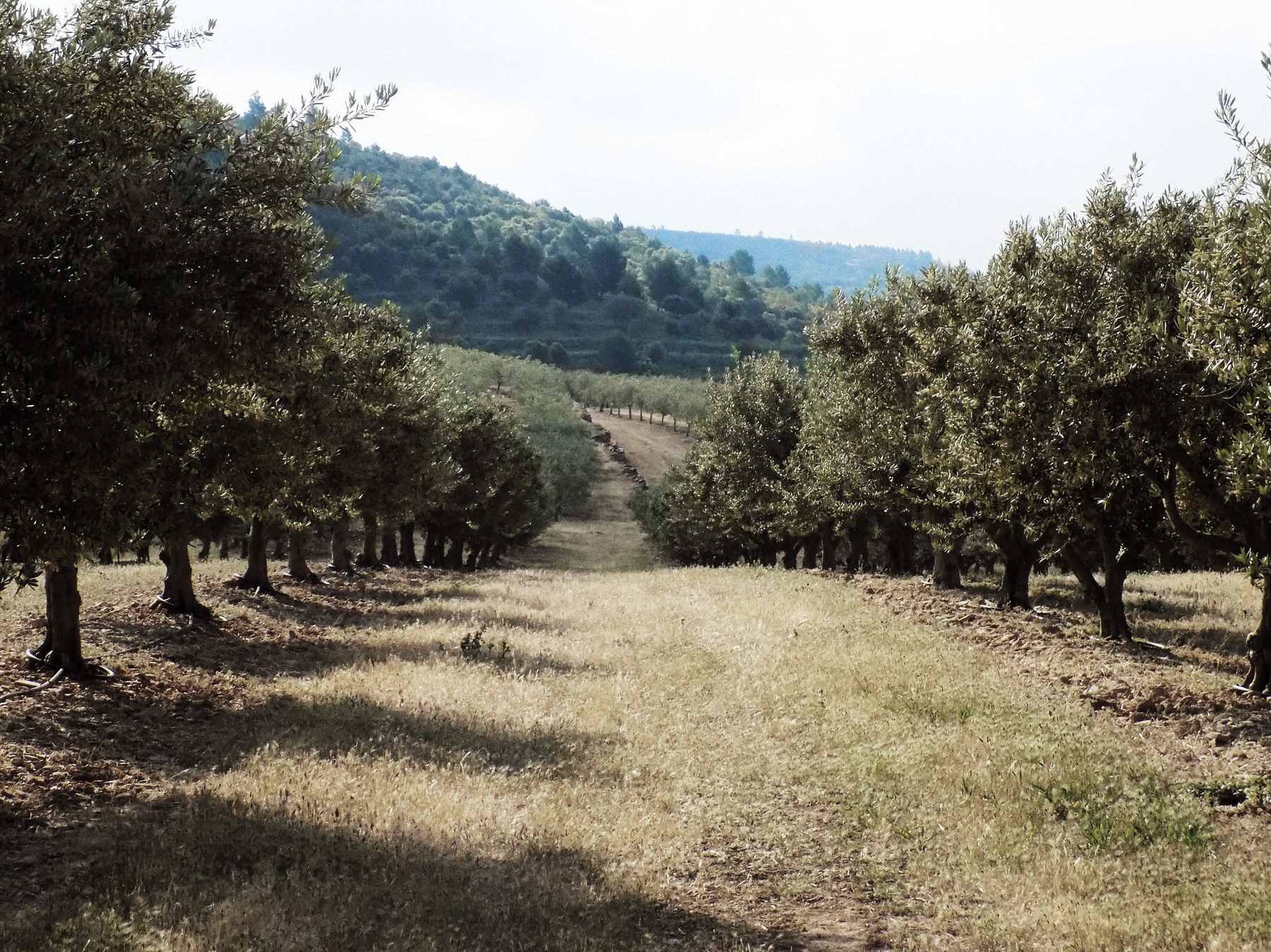 studio svart ateljé vit - Olive tillage