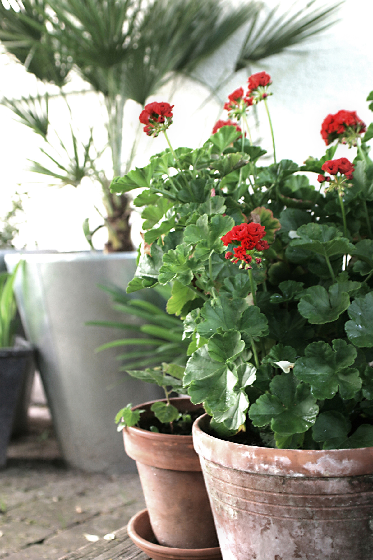 studio svart ateljé vit - Terrace at home with Geranium
