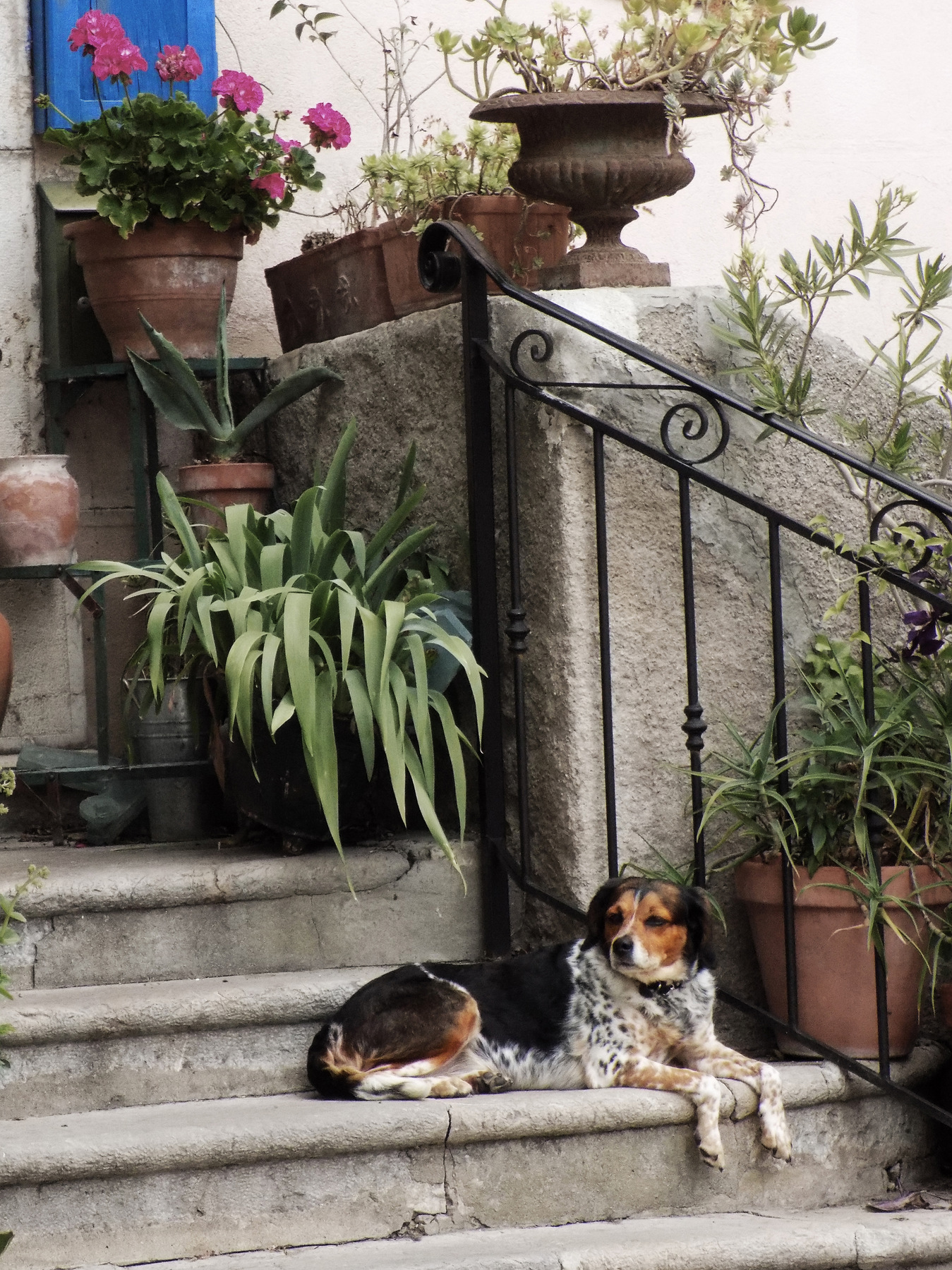 studio svart ateljé vit - Plants on the staircase with dog on the step