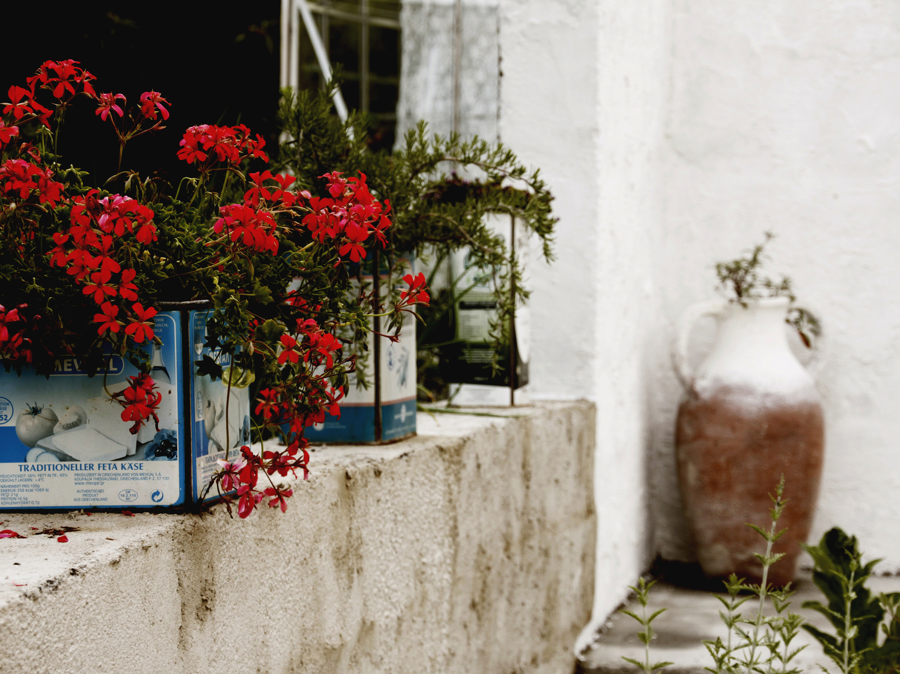 studio svart ateljé vit - Old Olive and Feta cheese cans with Geraniums and Rosemary