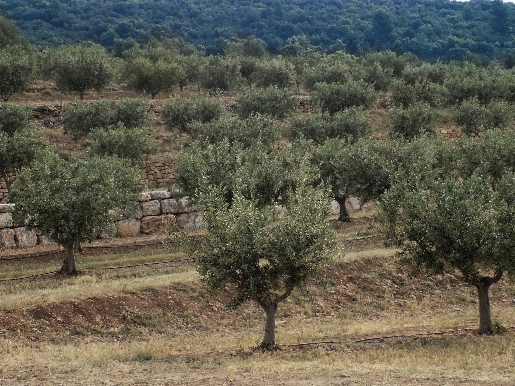 studio svart ateljé vit - Olive tillage