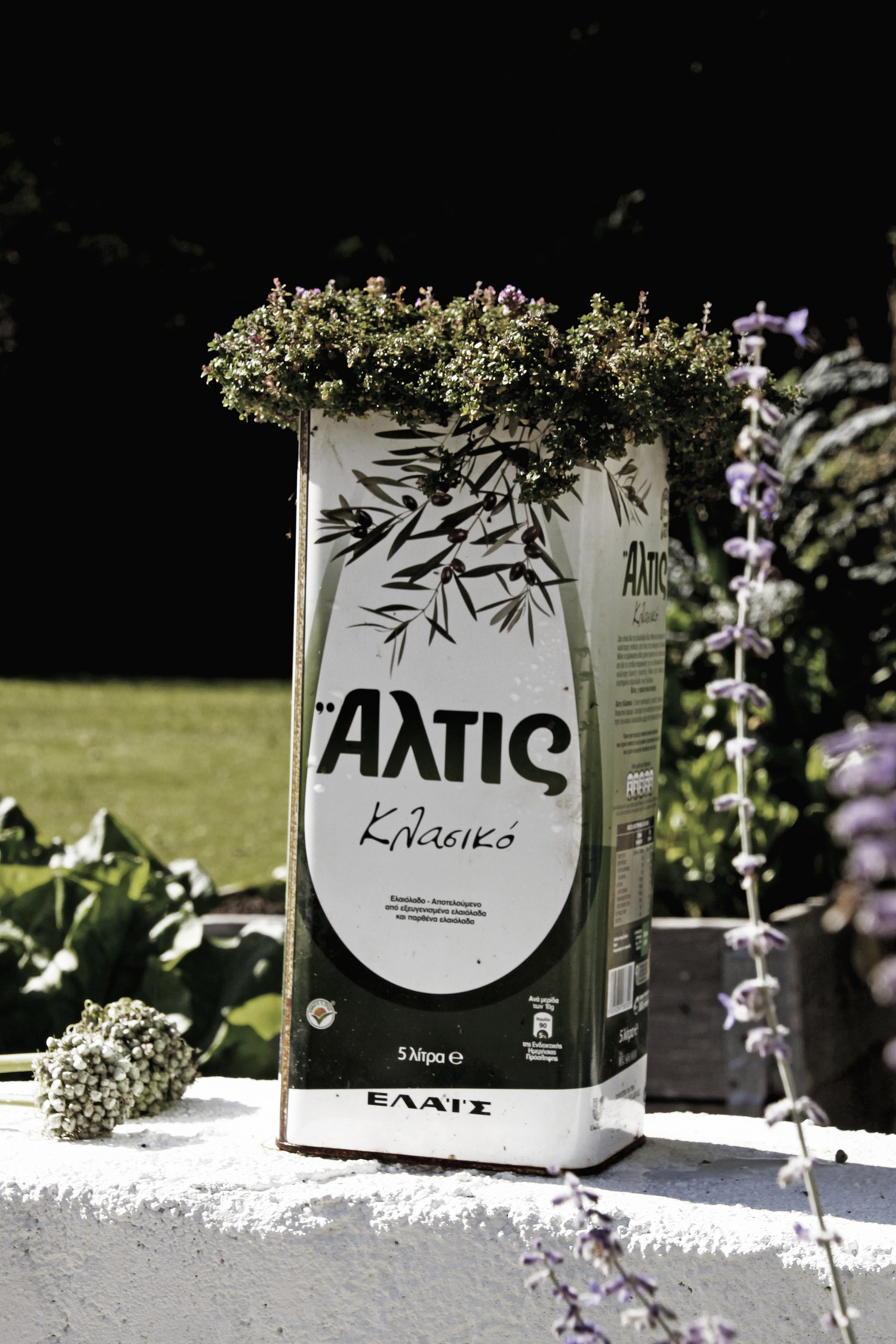 studio svart ateljé vit - Thyme in a tin container for olives