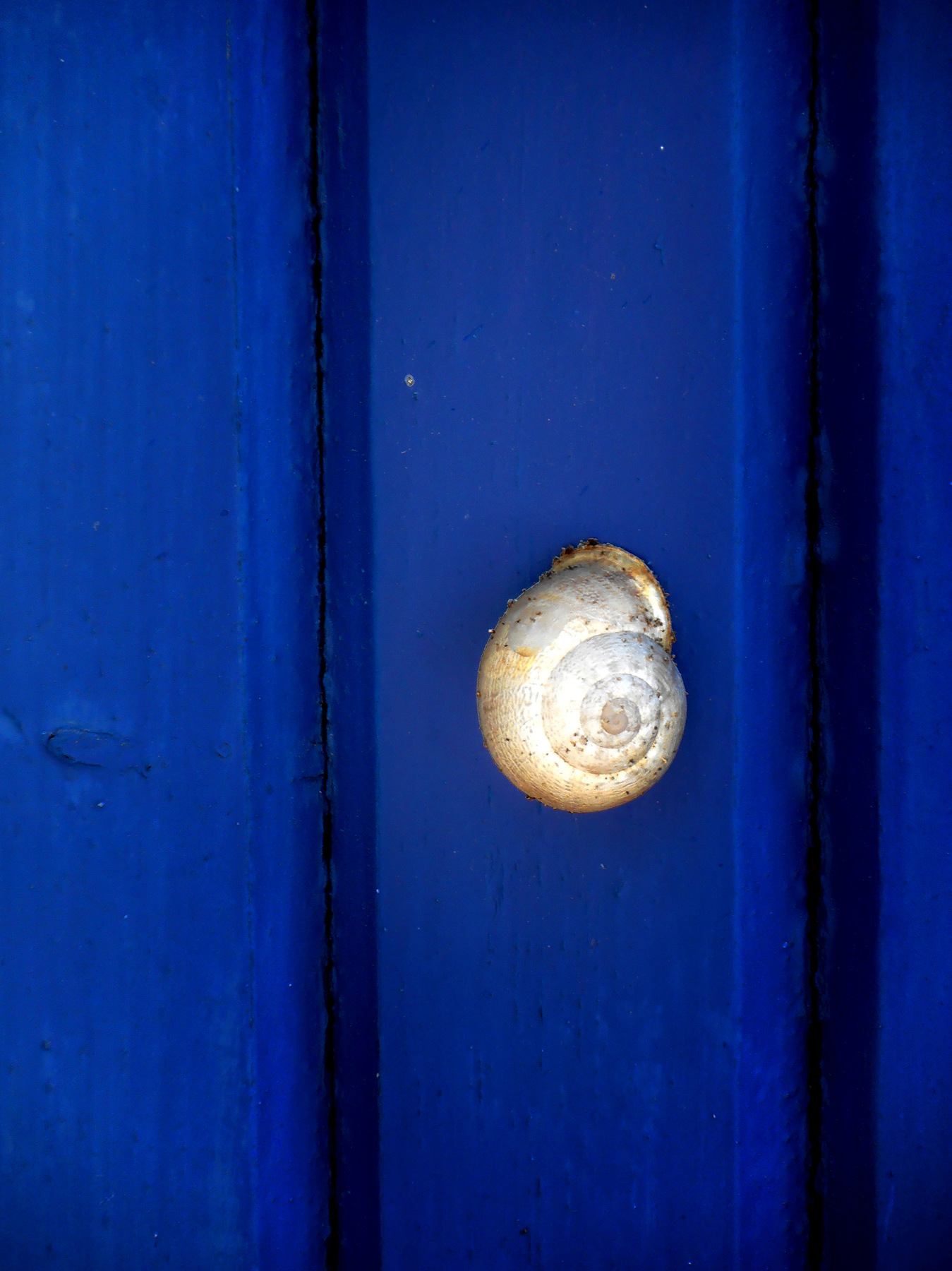 studio svart ateljé vit - Snail on a door in Greece