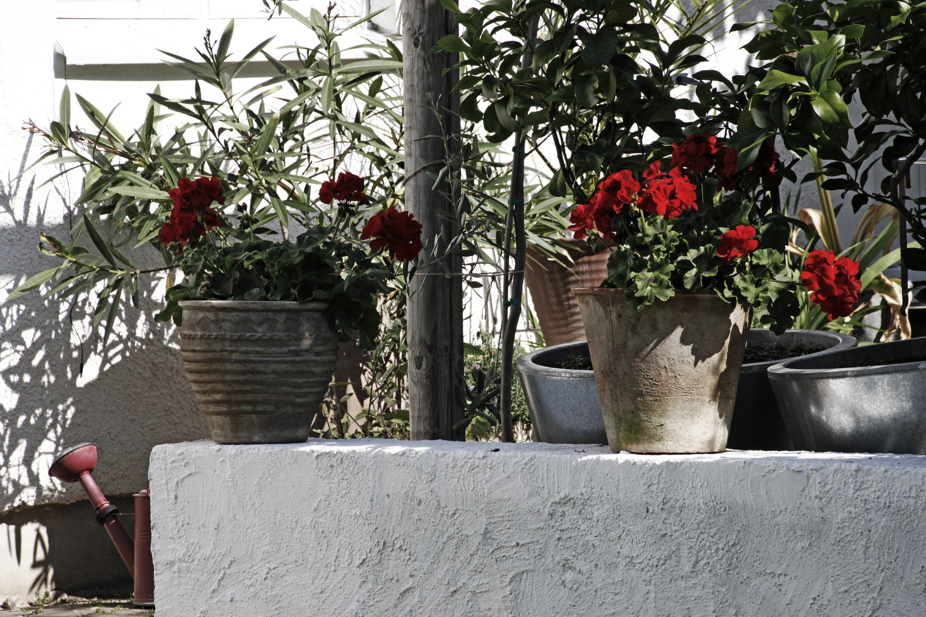 studio svart ateljé vit - Geraniums on the wall
