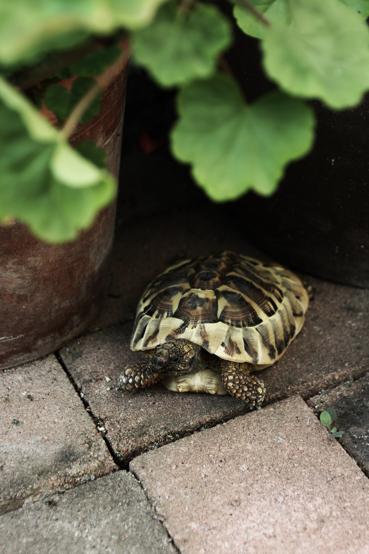 studio svart ateljé vit - Our Greek tortoise Dagny