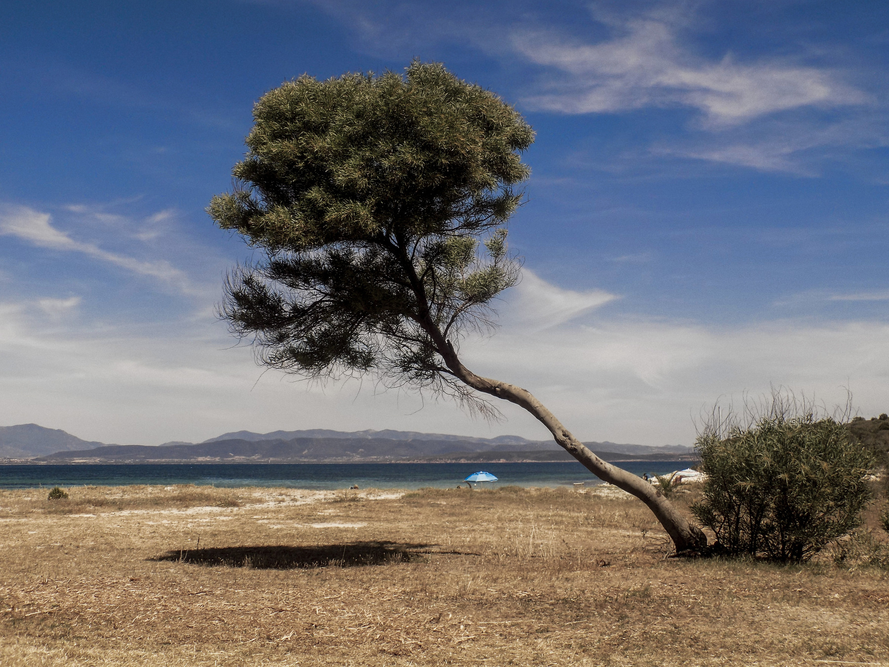 studio svart ateljé vit - A pine tree shaped by the wind
