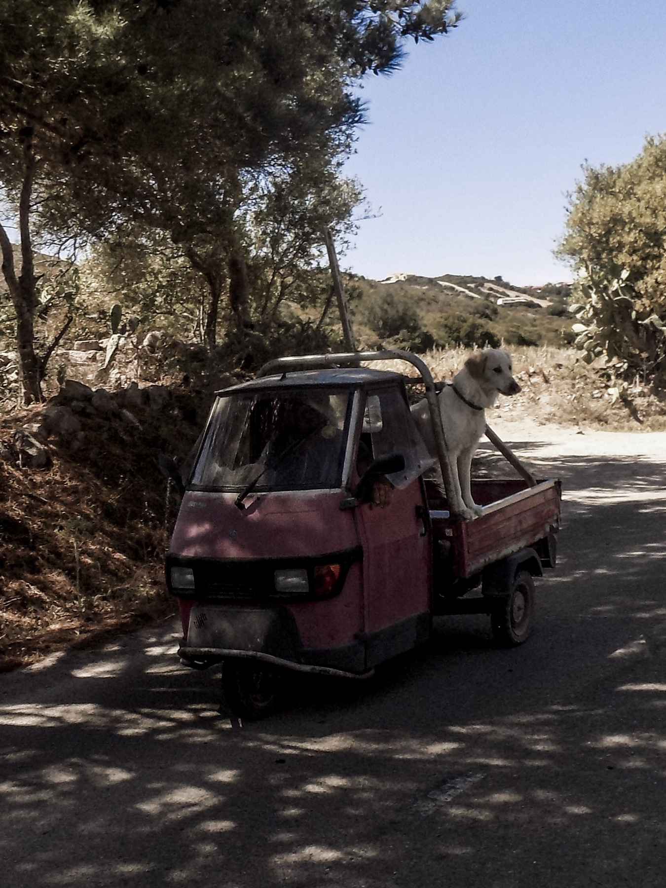 studio svart ateljé vit - Big dog and small car