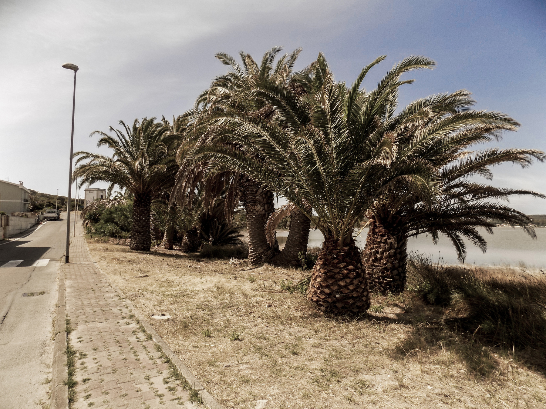 studio svart ateljé vit - Tumbled palms in the port of Carloforte