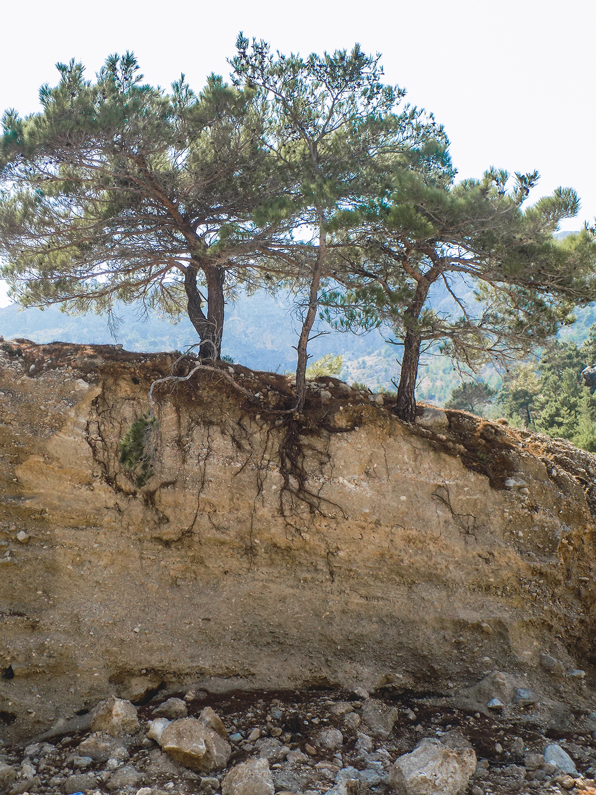 studio svart ateljé vit - Pine trees at eroded steep, Karpathos