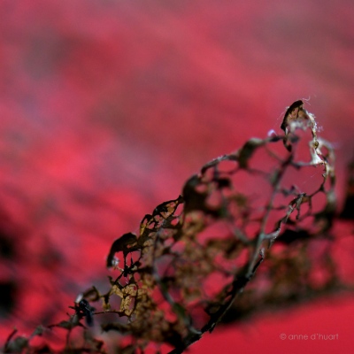 Automne 2016