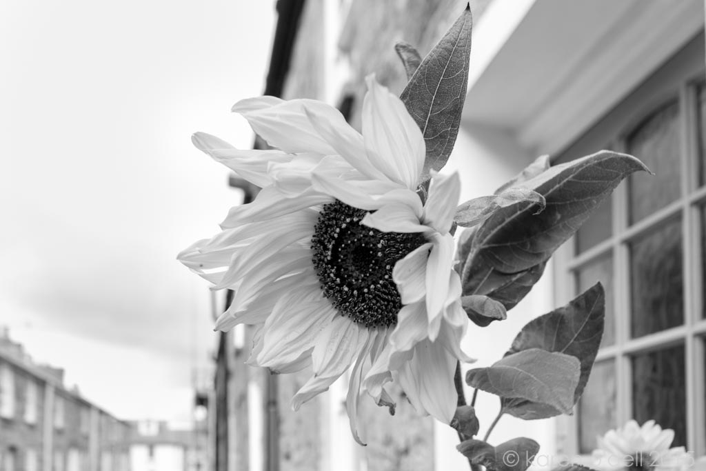 karenodellphotography -