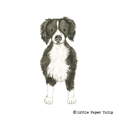 Little Paper Tulip - This is a portrait of the lovely Bute.