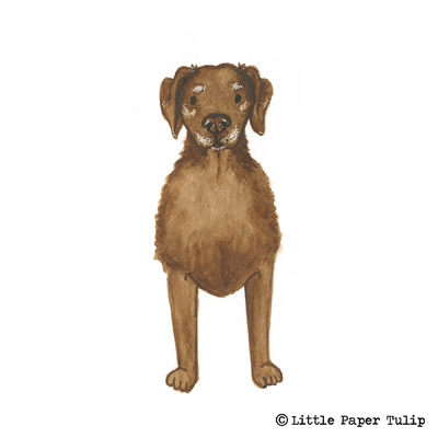 Little Paper Tulip - Here is a portrait of the adorable Bailey. Sadly Bailey passed away earlier this year, and Tracey wanted me to capture his lovable character. RIP Bailey.
